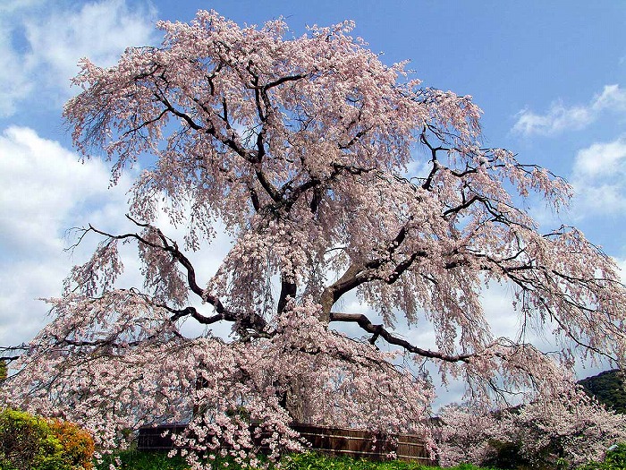 Maruyama Park