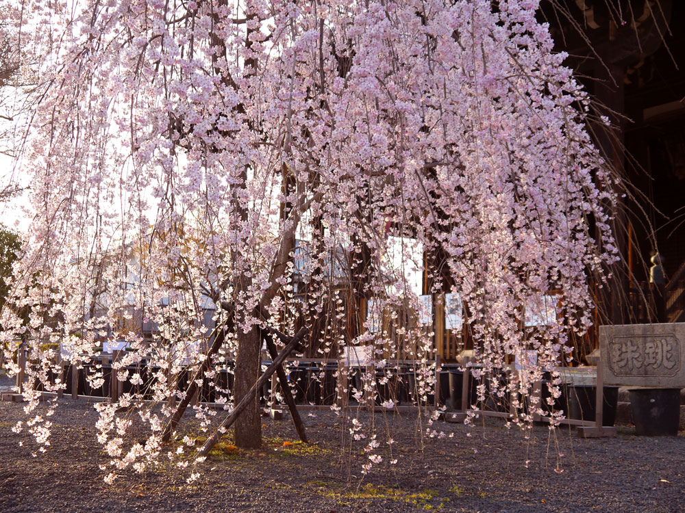 立本寺